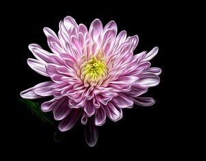 Pretty Pink Flower_OSG